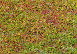 sedum bodembedekker