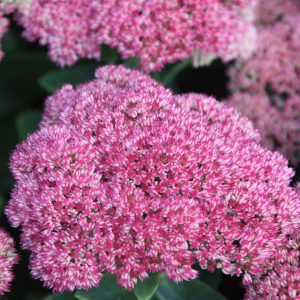 sedum herbstfreude