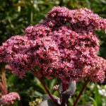 sedum matrona