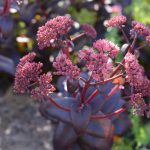 sedum purple emperor