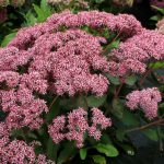 sedum spectabile 