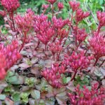 sedum spurium