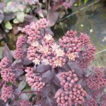 sedum telephium