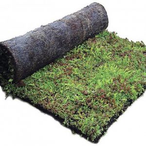 sedumrollen